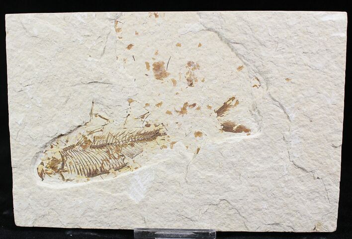 Bargin Diplomystus Fossil Fish - Wyoming #27412